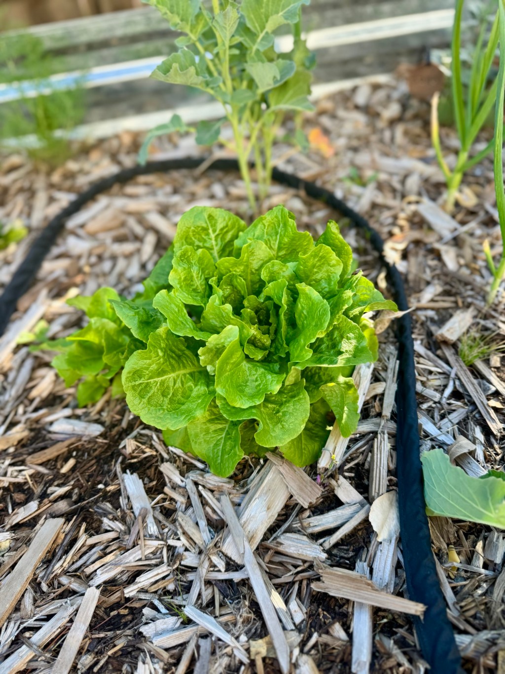 After the Cold Snap: What’s Ready, What’s Bolting, and What I’m Learning in Our Zone 8b Garden&nbsp;🌿