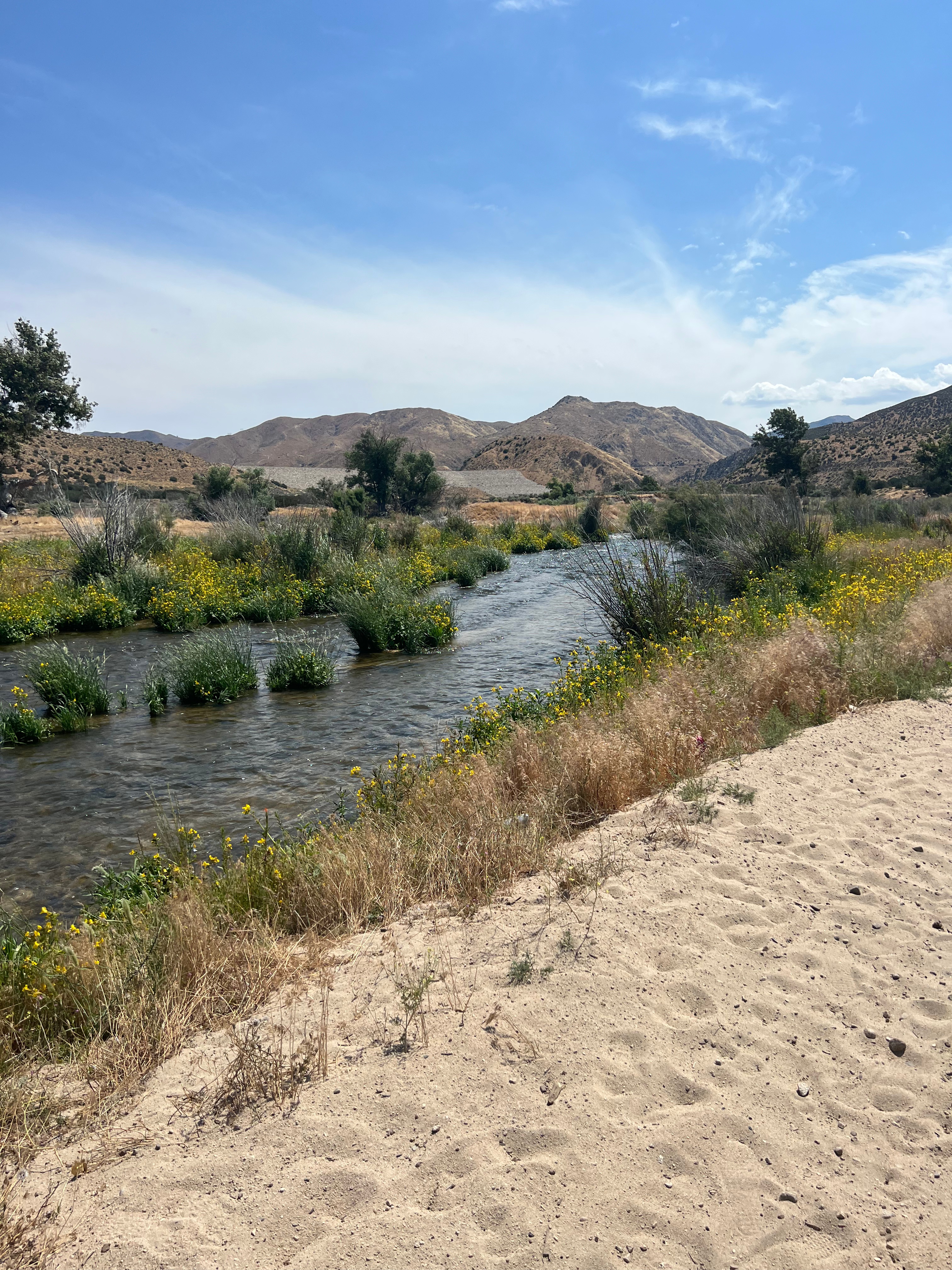 Carrying On in the Midst: Lessons from Job and This Season of Life